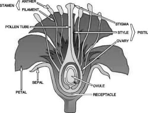 Anatomy