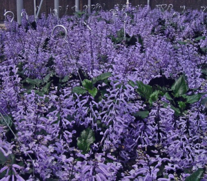 Plectranthus 'Mona Lavender'