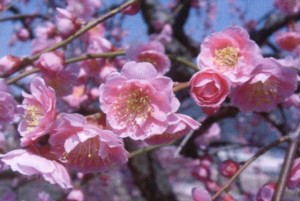 Apricot Blossoms (Ume)