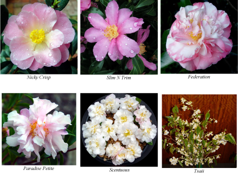 Camellia sasanqua 'Slim 'n Trim