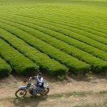 green tea plantation