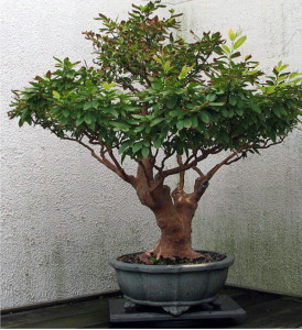 80 year old camellia bonsai