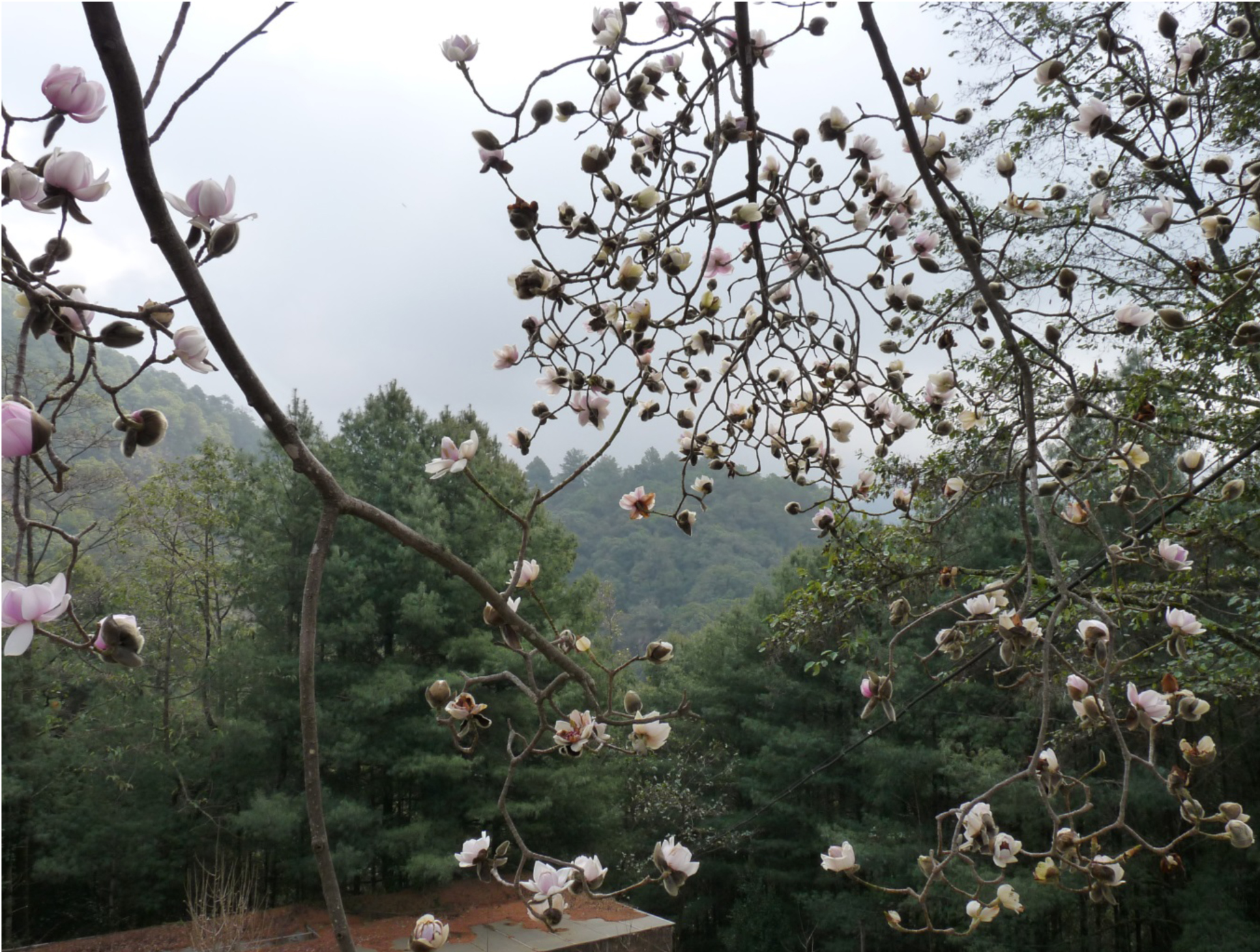 Giants of Baotai Mountain | Camellias Australia