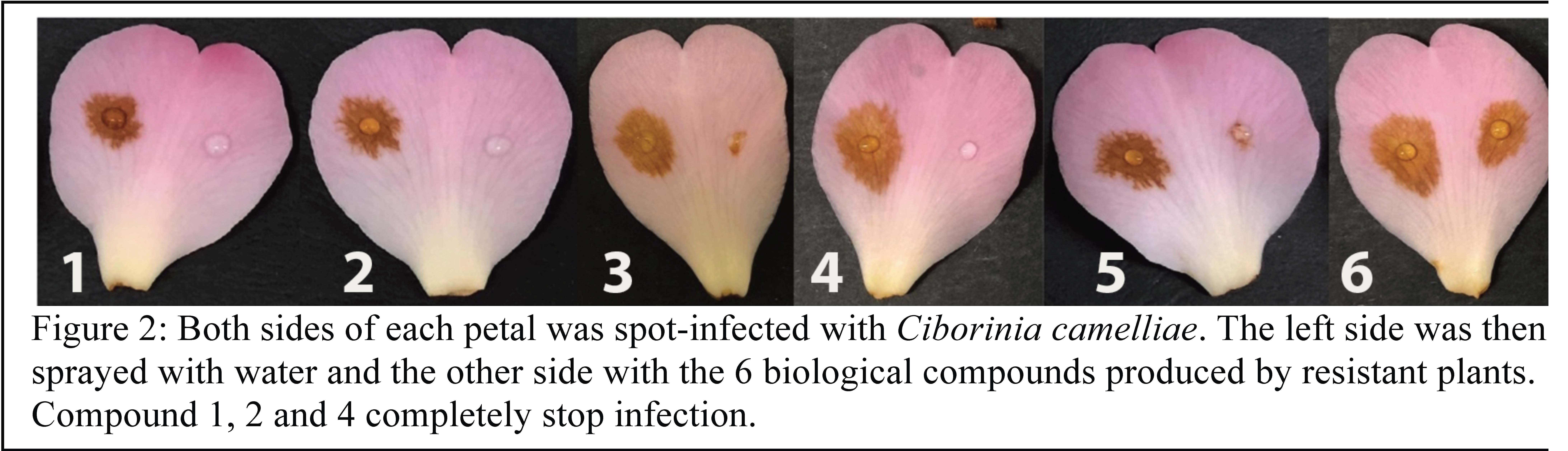 Development Of A Natural Spray Against Camellia Petal Blight